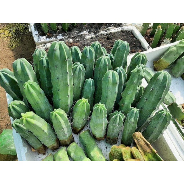 XƯƠNG RỒNG MYTILO 12-16CM