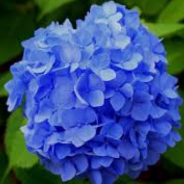 SứcKhoẻVàng115, Cửa hàng trực tuyến | BigBuy360 - bigbuy360.vn