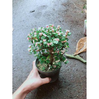 Đô La Thân Gỗ Bán Chạy