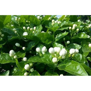 Trà shan tuyết ướp hoa Nhài (Lài) - 100gr