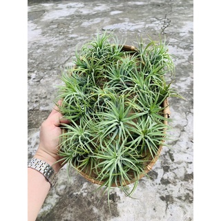 cây không khí thạch thảo
