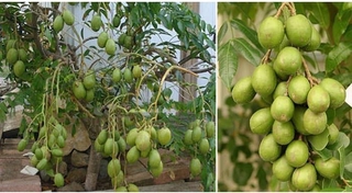 Cây giống cóc lùn siêu sớm