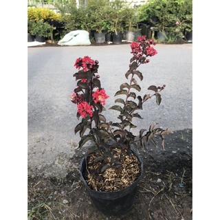 Cây Tường Vi Huyết Long