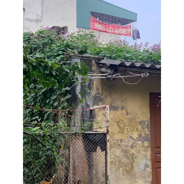 Hạt giống cây đậu ván quả xanh hoa tím rất sai