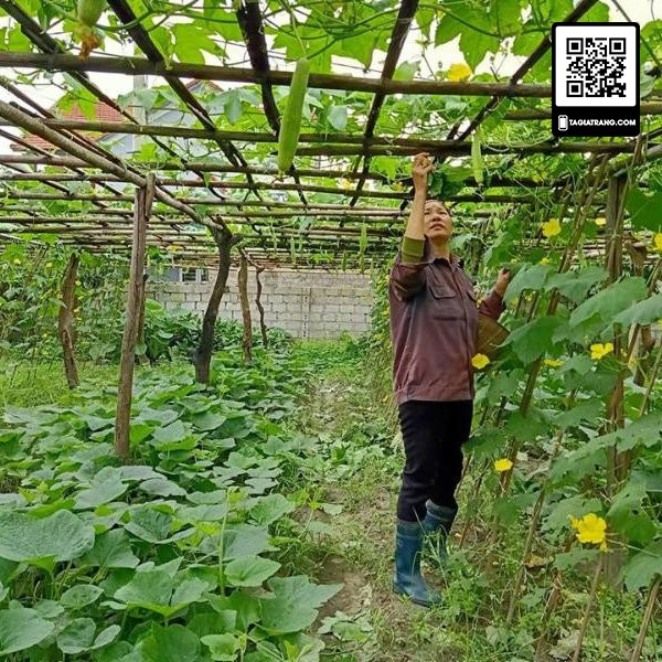 1KG Hạt giống mướp hương Việt Nam siêu thơm