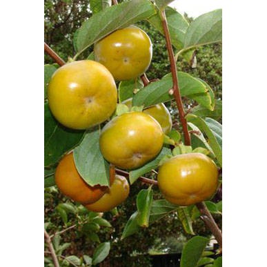 Cây giống Hồng giòn Đà Lạt NHƯ HÌNH CÂY CAO HƠN 1M RỒI Ạ.