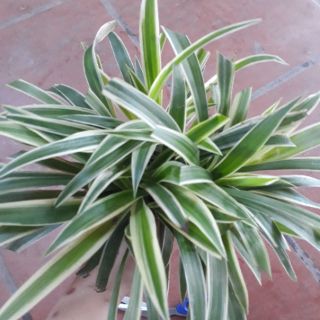 [Ảnh thật từ ảnh 2 ] Cỏ lan chi cây nhỡ