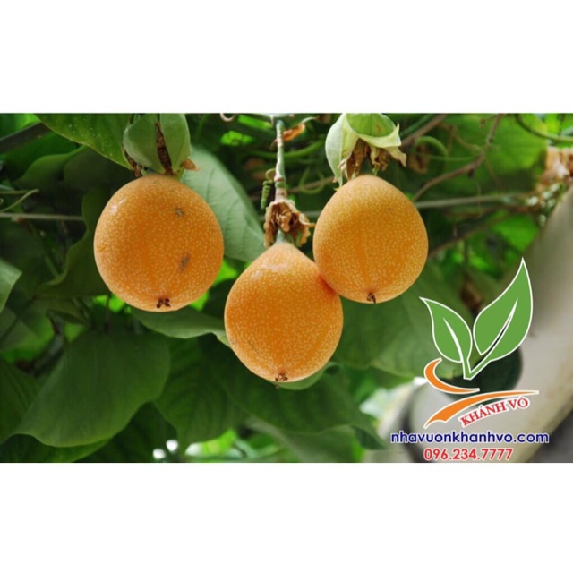 Cây giống chanh leo colombia