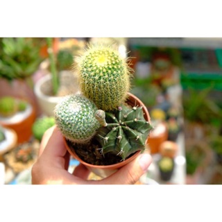 XƯƠNG RỒNG BỘ BA