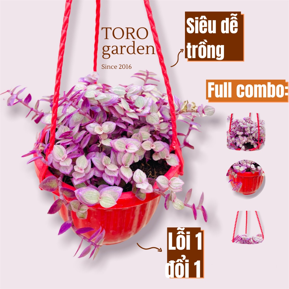 CỎ PINK LADY ĐÀ LẠT TRỒNG CHẬU TREO SIZE 9CM, SIÊU CUTE, HƯ 1 ĐỔI 1