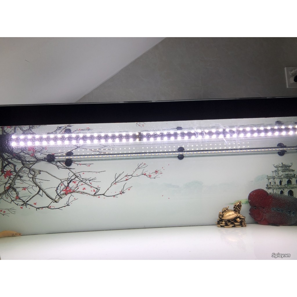 Đèn Led XML Chuyên Dụng Cho Cá Rồng - Led Xuanmeilong Phiên Bản Thủy Tinh Limited