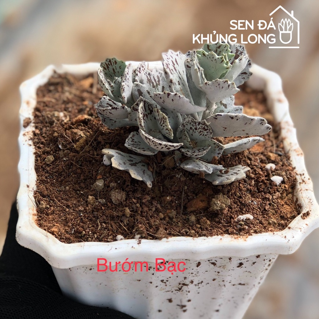 sen đá Bướm Bạc - kalanchoe rhombopilosa