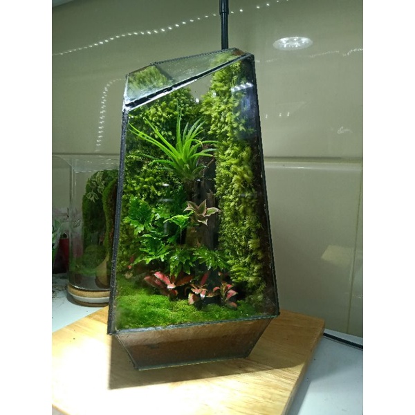 Không khí trang trí tiểu cảnh, terrarium, bán cạn...