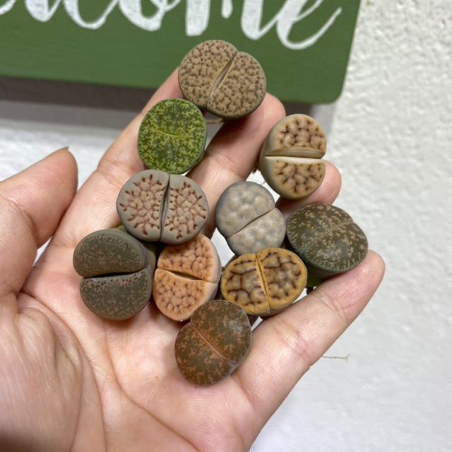 Combo 10 cây thạch lan size 1,8-2cm