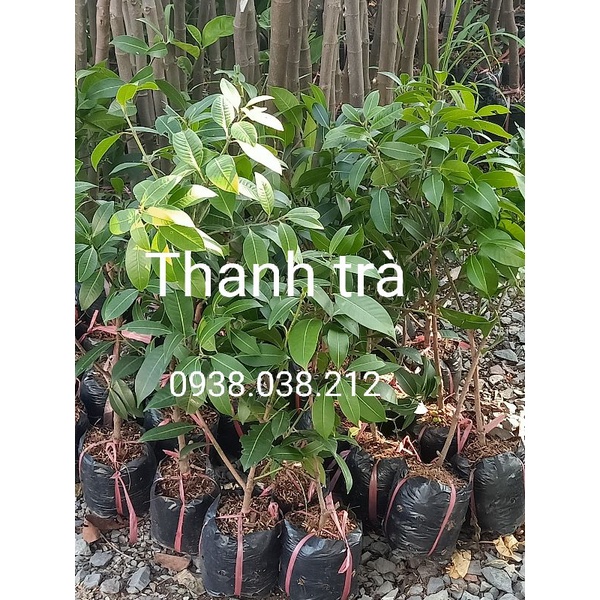 CÂY GIỐNG THANH TRÀ