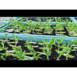 Ki LAN TRẦM TÍM LAI PHI ĐIỆP