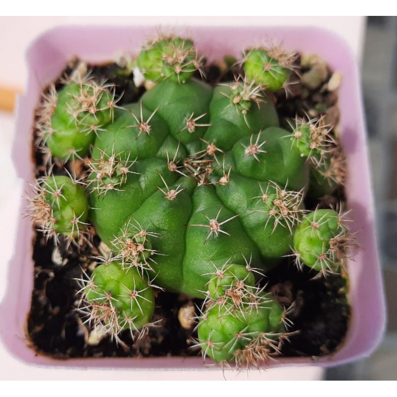 Xương rồng damsii xanh