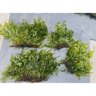 Cây Dương xỉ châu phi lá nước