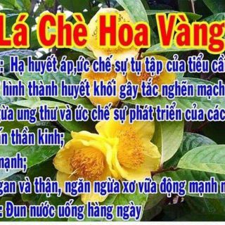 Trà Hoa Vàng