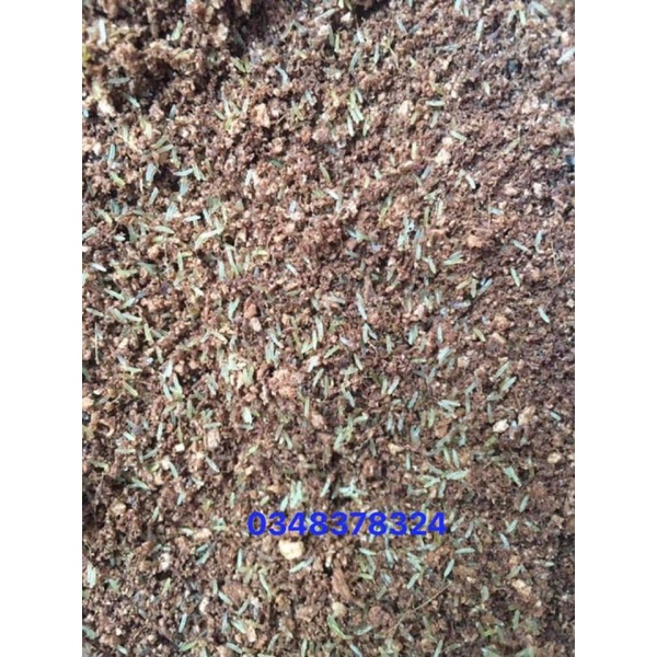 Trứng dế mèn Thái vàng