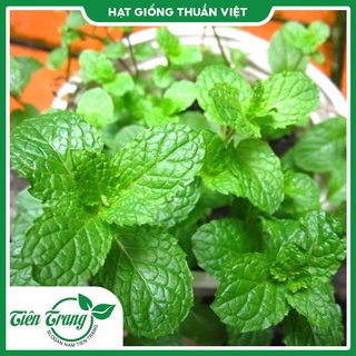 Hạt giống rau Bạc Hà