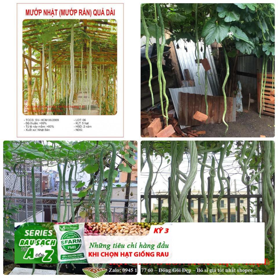 Hạt Giống Mướp Rắn 10 Hạt