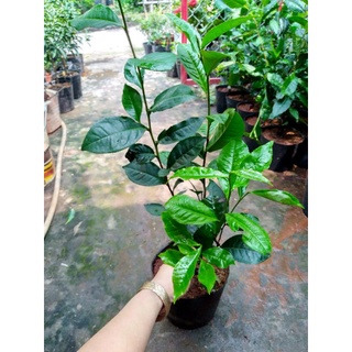 Chậu cây trà xanh, thân hoá gỗ cứng cáp, dễ trồng