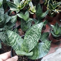 🌿Combo 04 cây Lưỡi Mèo🌿
