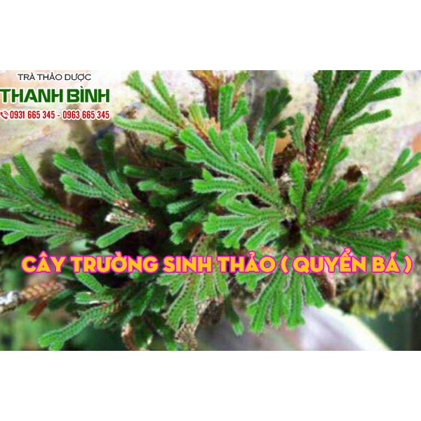 Trường Sinh Thảo 500g  Hàng Chọn Lọc