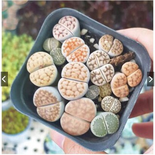 SEN MÔNG - SEN LITHOP RANDOM MÀU - ĐÀ LẠT (giao ngẫu nhiên)