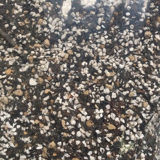 Đất trồng sen đá, xương rồng (1kg trộn sẵn)