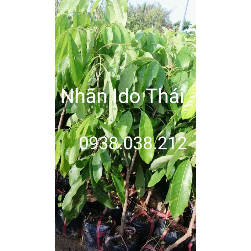 CÂY GIỐNG NHÃN IDO THÁI