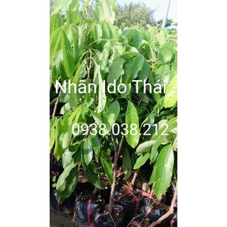 Cây giống nhãn ido thái