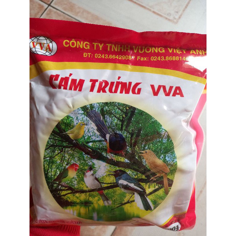 Cám Trứng VVA (vương việt anh)