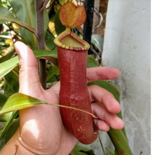 [cây nhỏ] Cây nắp ấm N. mirabilis x bellii red