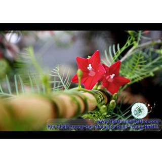 7h Hạt Giống Hoa Tóc Tiên Leo - Đỏ (Ipomoea quamoclit )