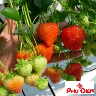 Gói 50 hạt hạt giống dâu tây đỏ to phú điền
