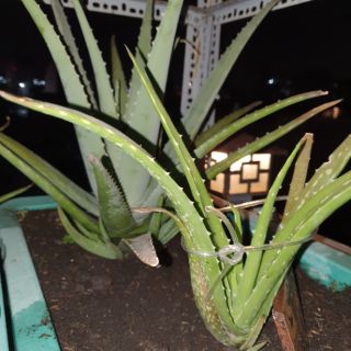Giống Nha Đam Mỹ ở HCM
