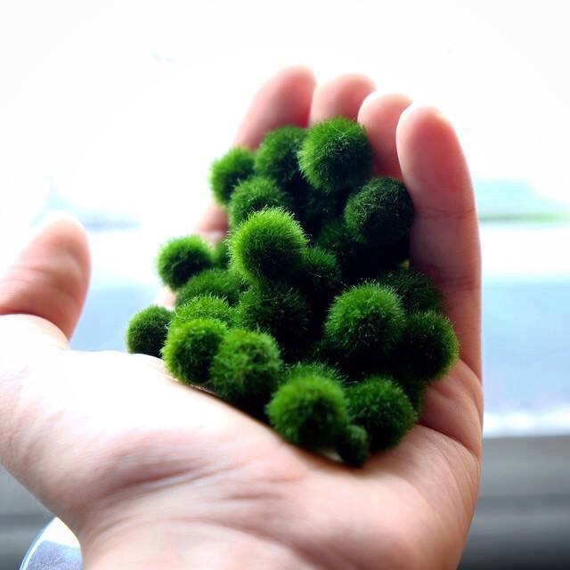 Suka-kun chuyên SỈ Marimo