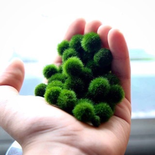 Suka-kun chuyên SỈ Marimo