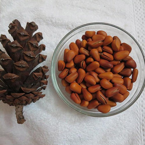 [FREESHIP] 500GR HẠT THÔNG MỸ ĐÃ SẤY CHÍN LOẠI 1 THƠM NGON HẢO HẠNG | NUTFARM ĐÀ LẠT | HẠT DINH DƯỠNG CHO BÀ BẦU | BigBuy360 - bigbuy360.vn