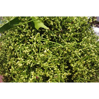 cây lá vối nếp giống