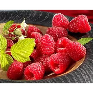 Hạt giống Qủa Mâm Xôi Đỏ/ Phúc Bồn Tử Chịu Nhiệt (20 Hạt) - [MUA 3 TẶNG 1 CÙNG LOẠI] - Năng Suất Cao