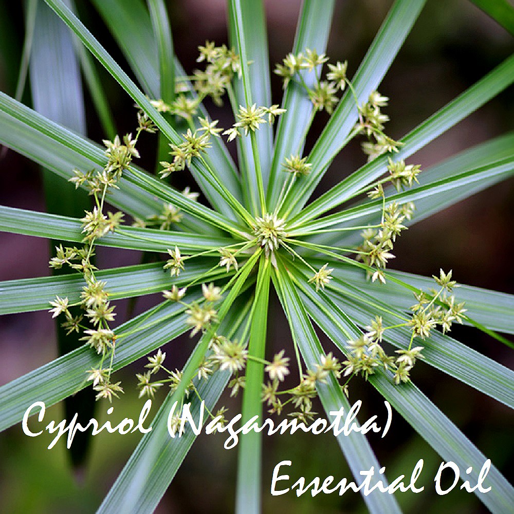 Tinh dầu Hương phụ Cypriol Essential Oil (Nagarmotha)