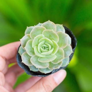 Sen đá ngọc bích 5-7cm - Vườn sen đá