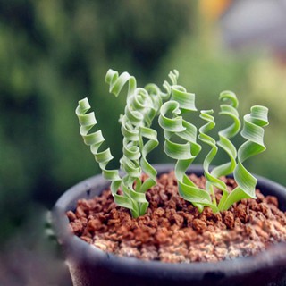 Hạt giống cỏ xoắn ốc
