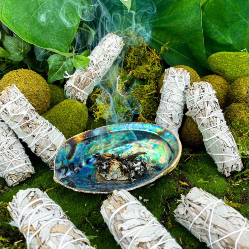 ĐĨA ỐC New Zealand - Natural Abalone Shell - THẢO MỘC XÔNG NHÀ