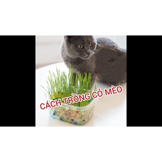 Hạt giống cỏ mèo