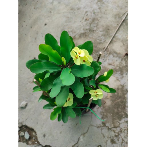 Cây giống Xương Rồng Bát Tiên - Trang Flower