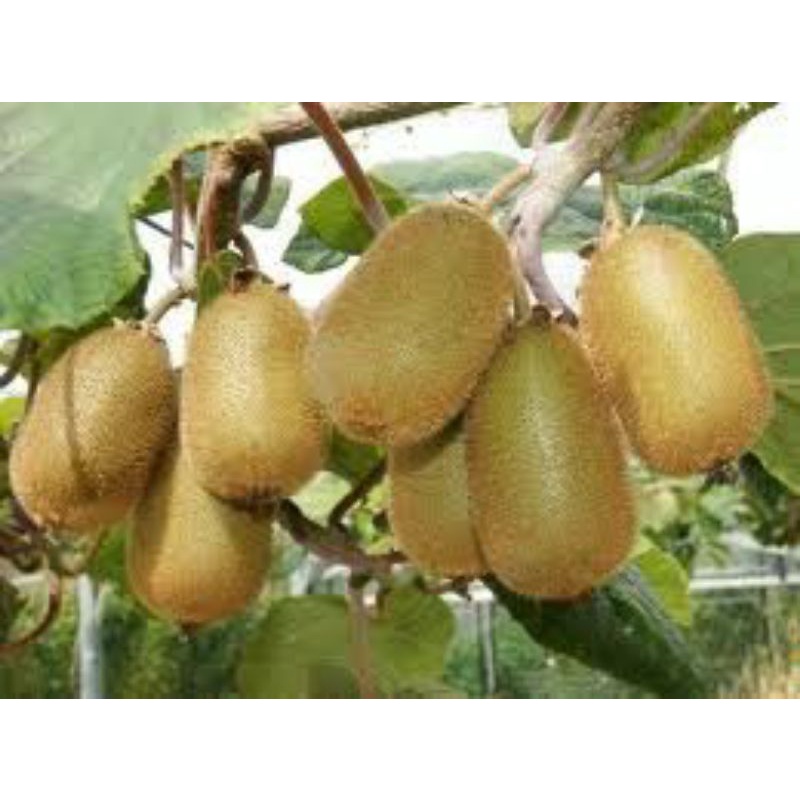 Giống Kiwi nhật trái to ngọt đậm
